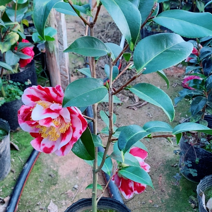 完全开放变异复色圣诞帽