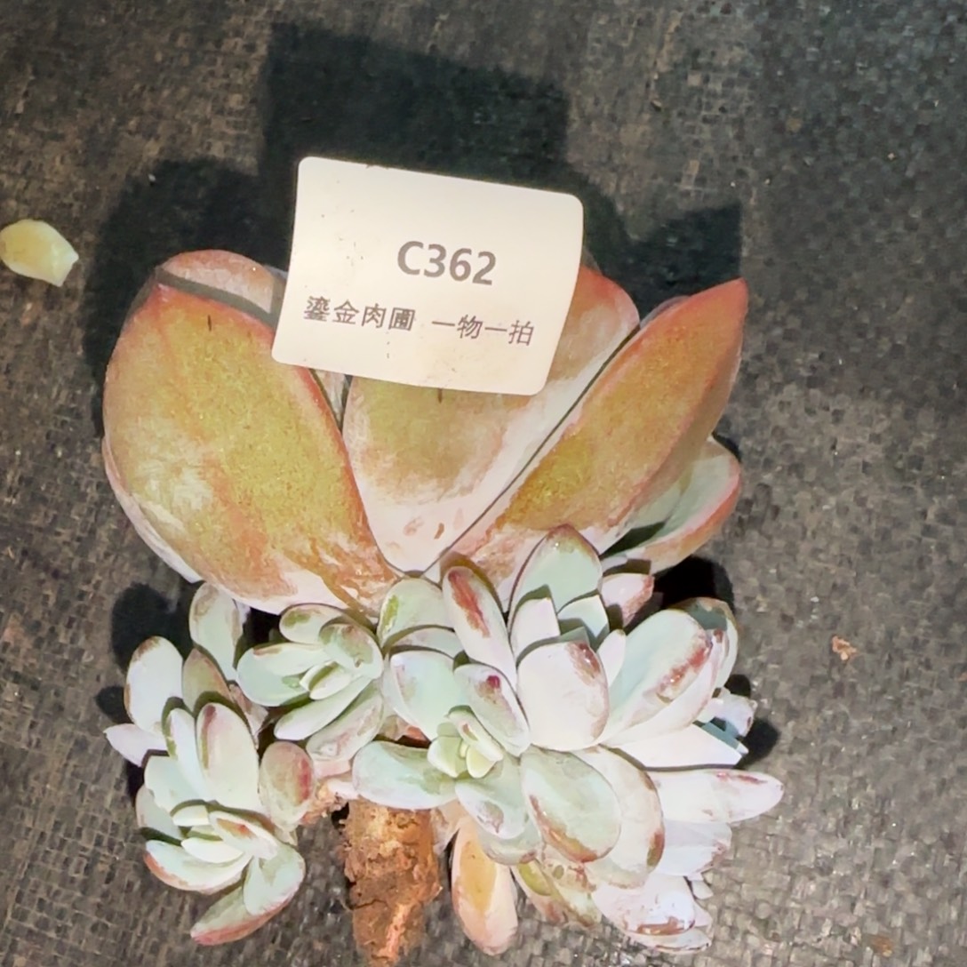 C362奶茶带朵朵   
