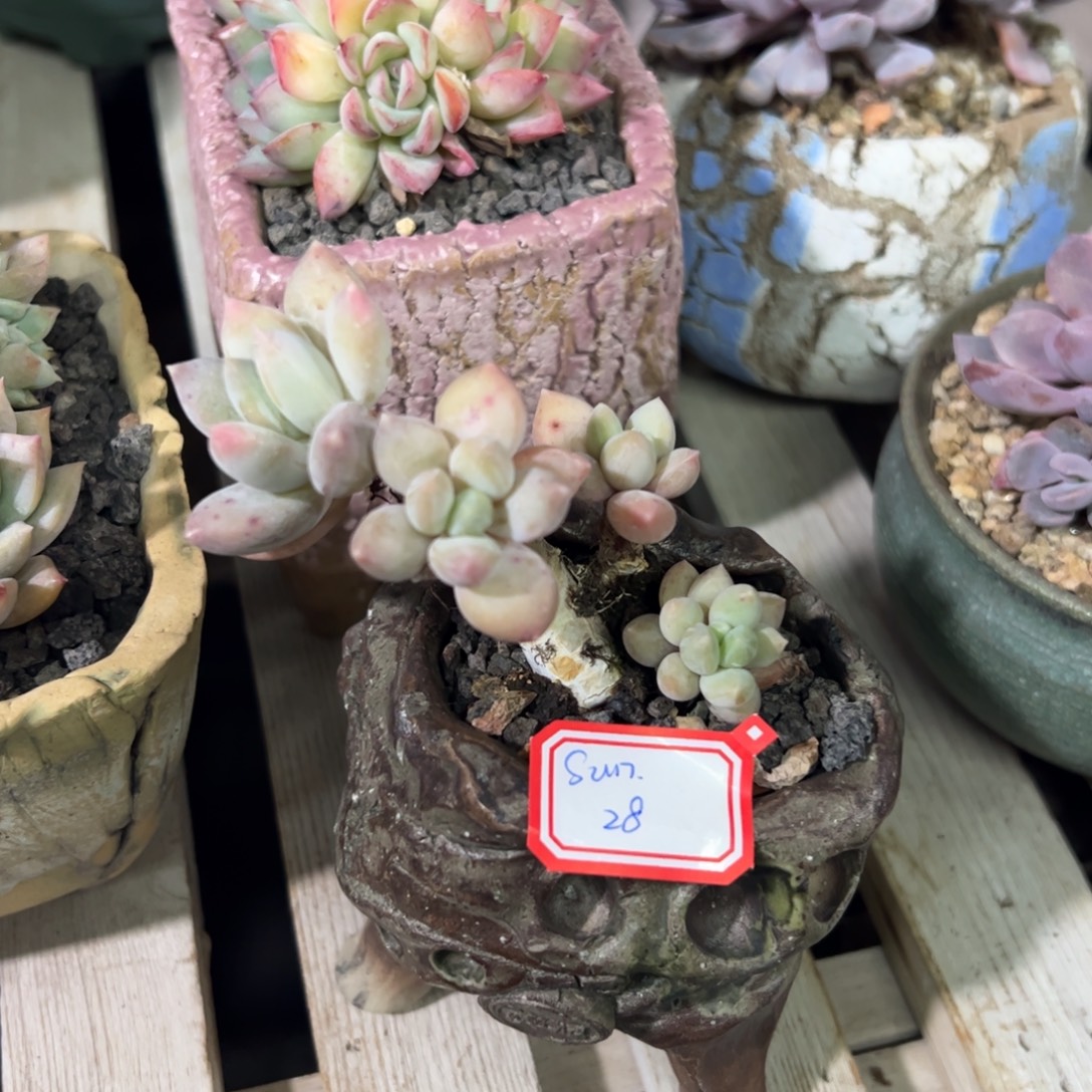 多肉植物多肉植物