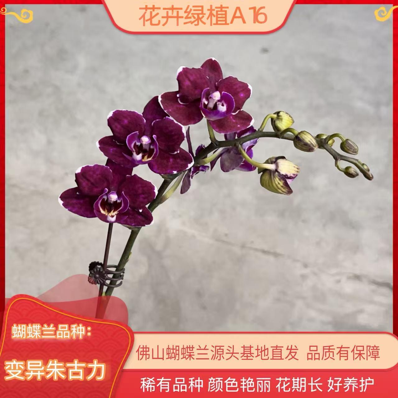 A16【变异朱古力】高端精品蝴蝶兰室内盆栽/家庭花卉/办公室桌台花