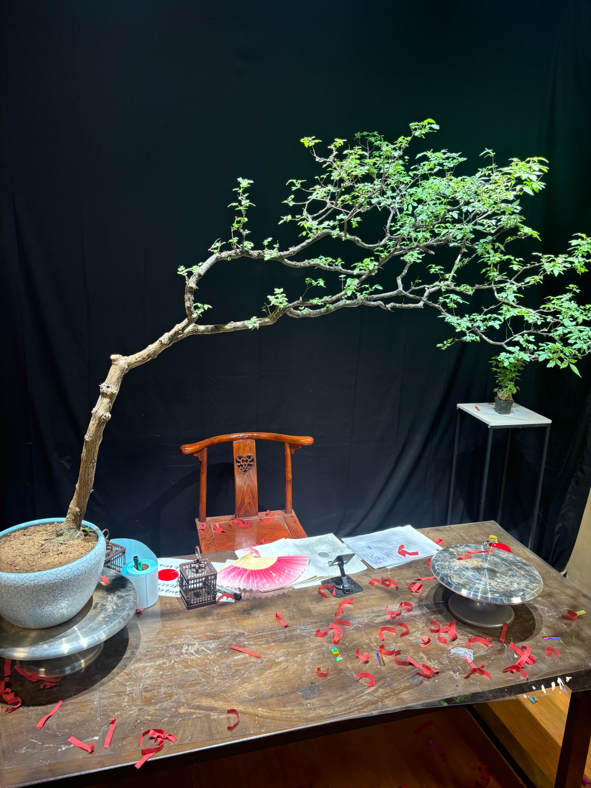 黄荆盆景茶台飘易养活直播间一物一拍