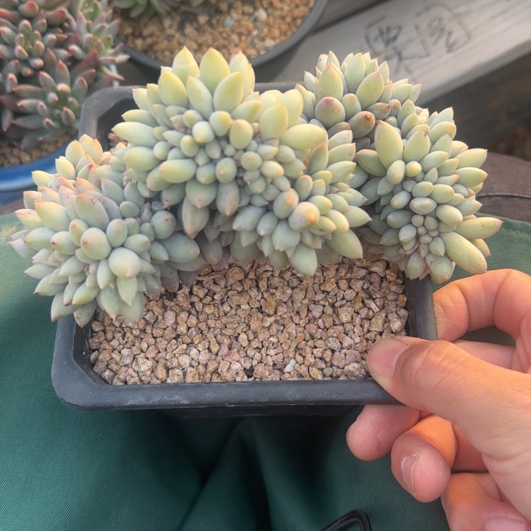 所罗门缀化五十包邮