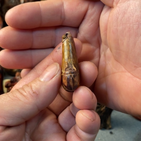 【闪购商品】把件黄花梨/降香黄檀