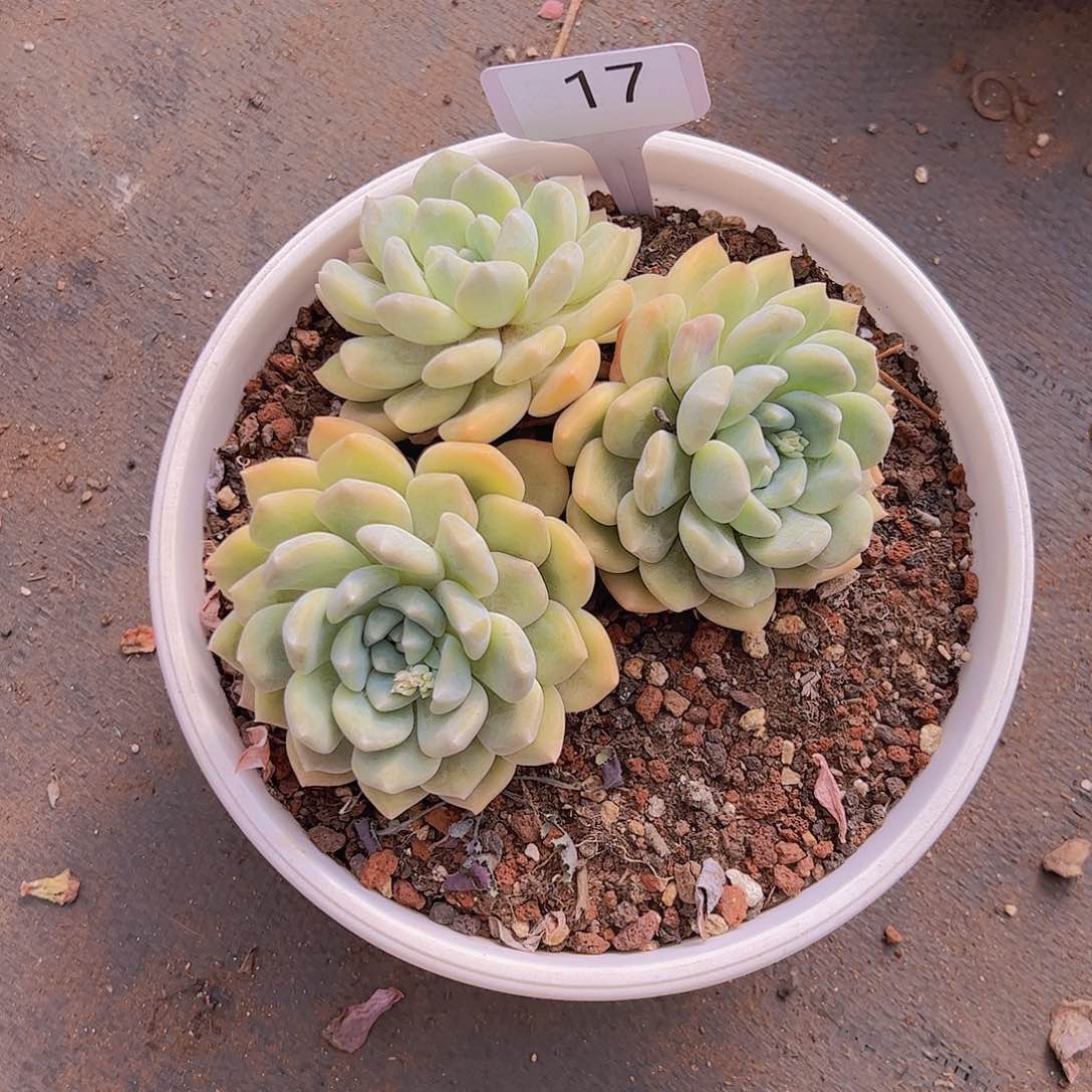 ?***。17不知名15。。。。