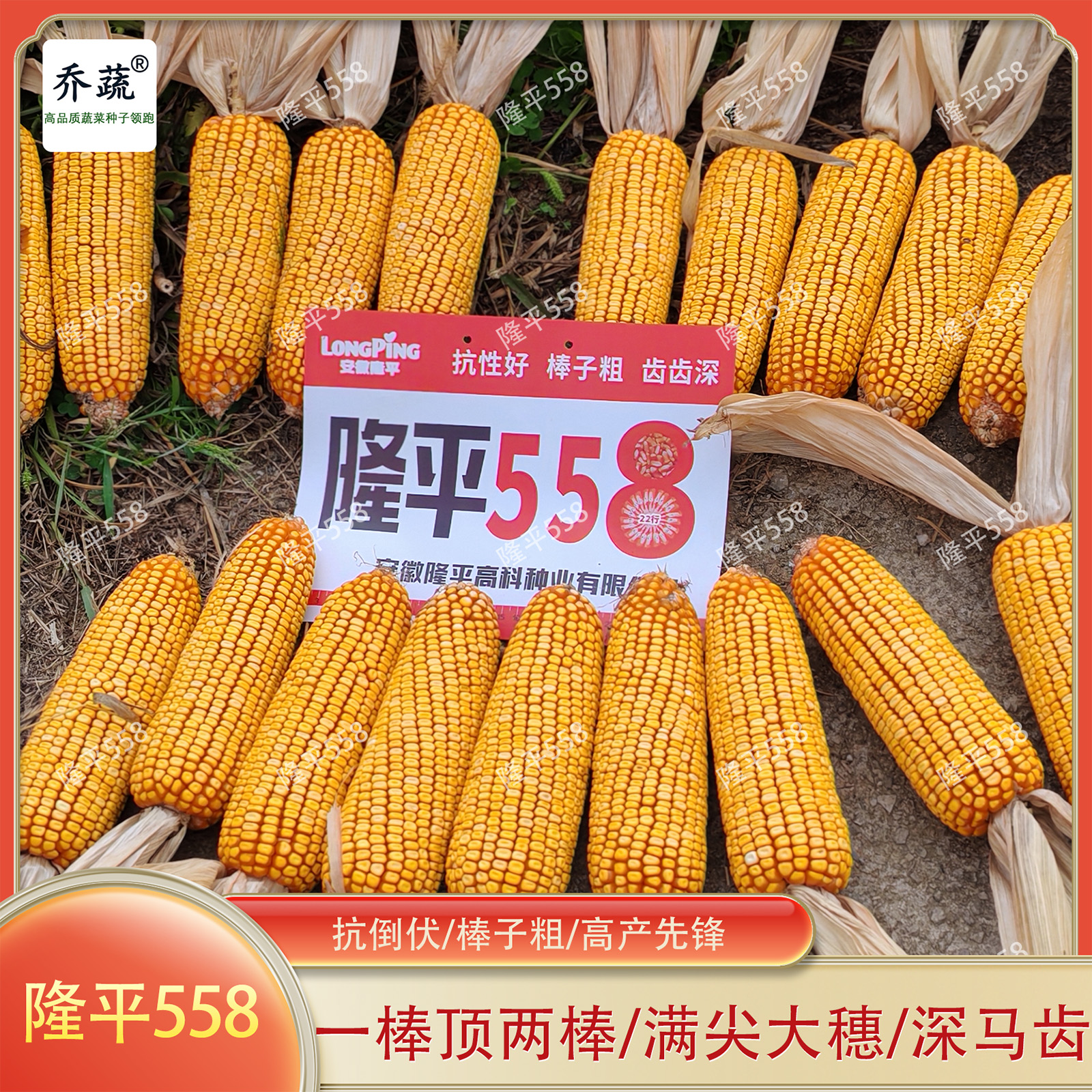 双国审品种隆平558玉米种子棒大满尖齿齿深大苞谷种籽粮食种孑
