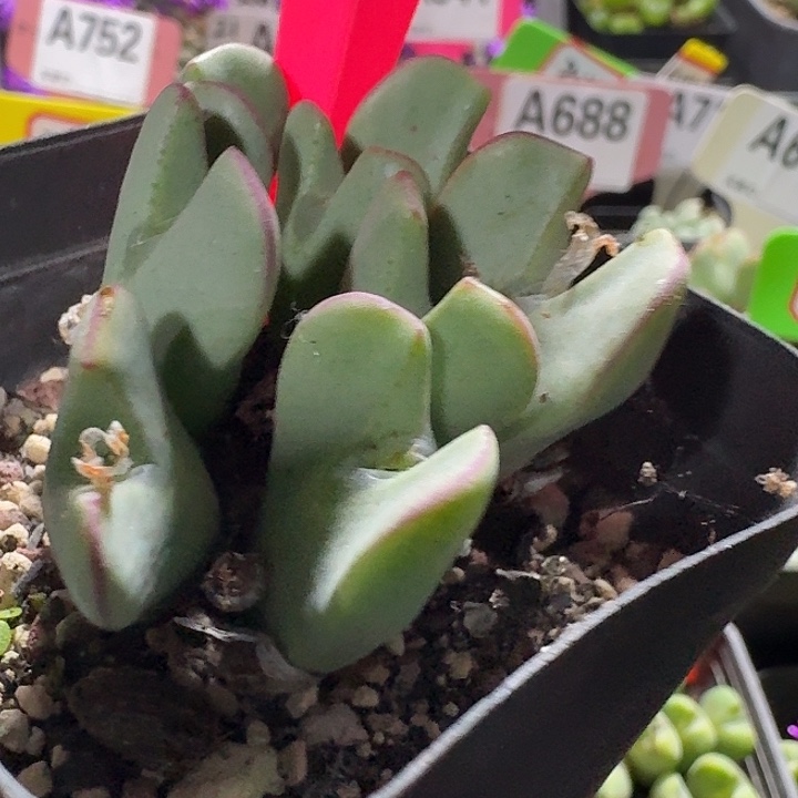 密密麻麻密密麻麻890