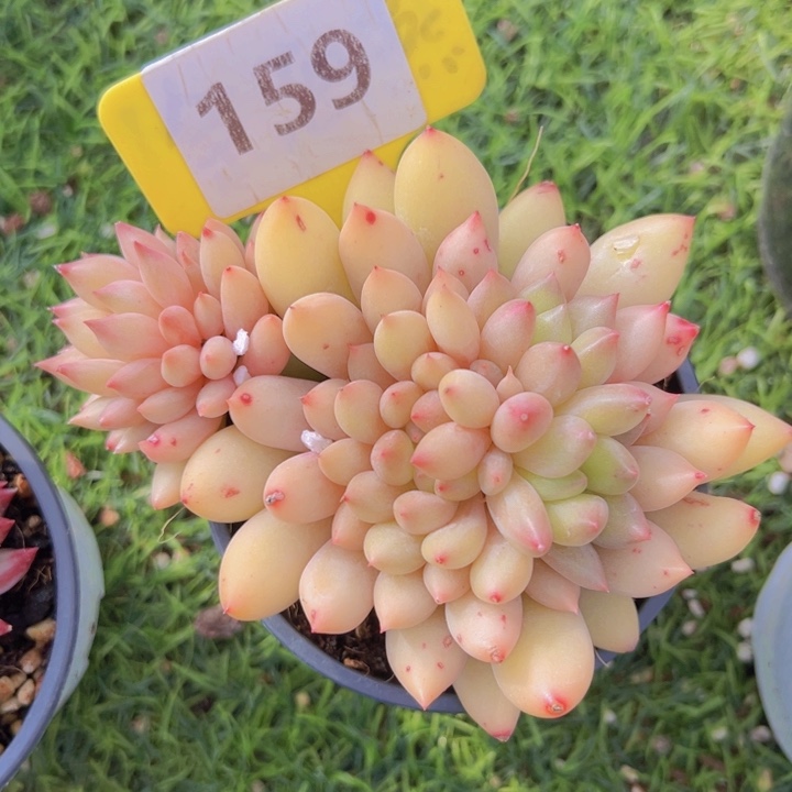 健健康康平平安安