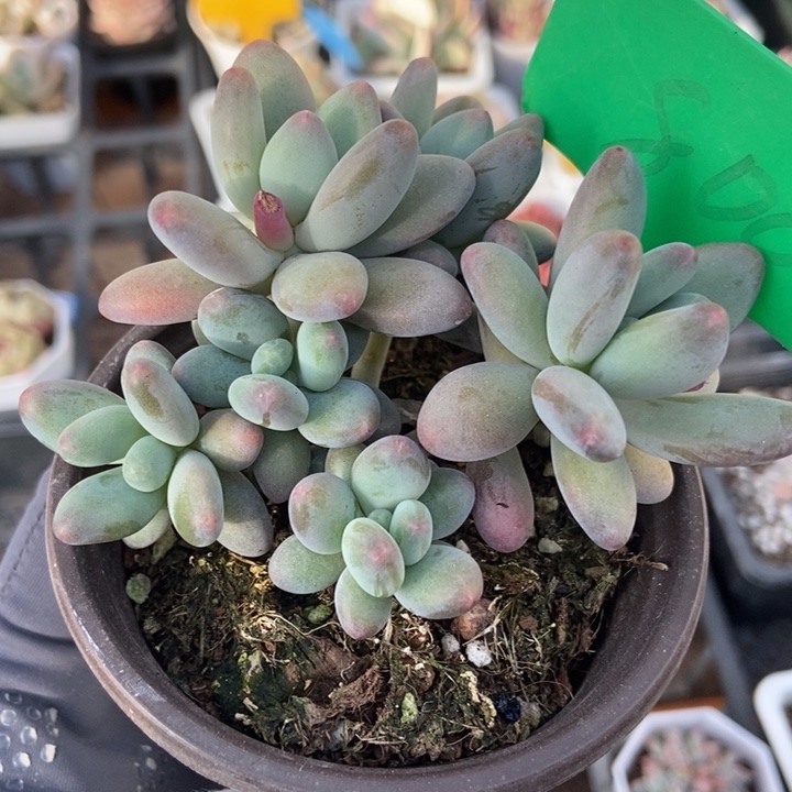 808苹果奶多肉植物保护