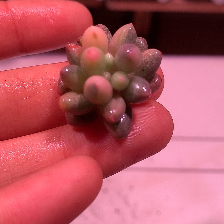 婴儿手指锦锦锦锦锦锦