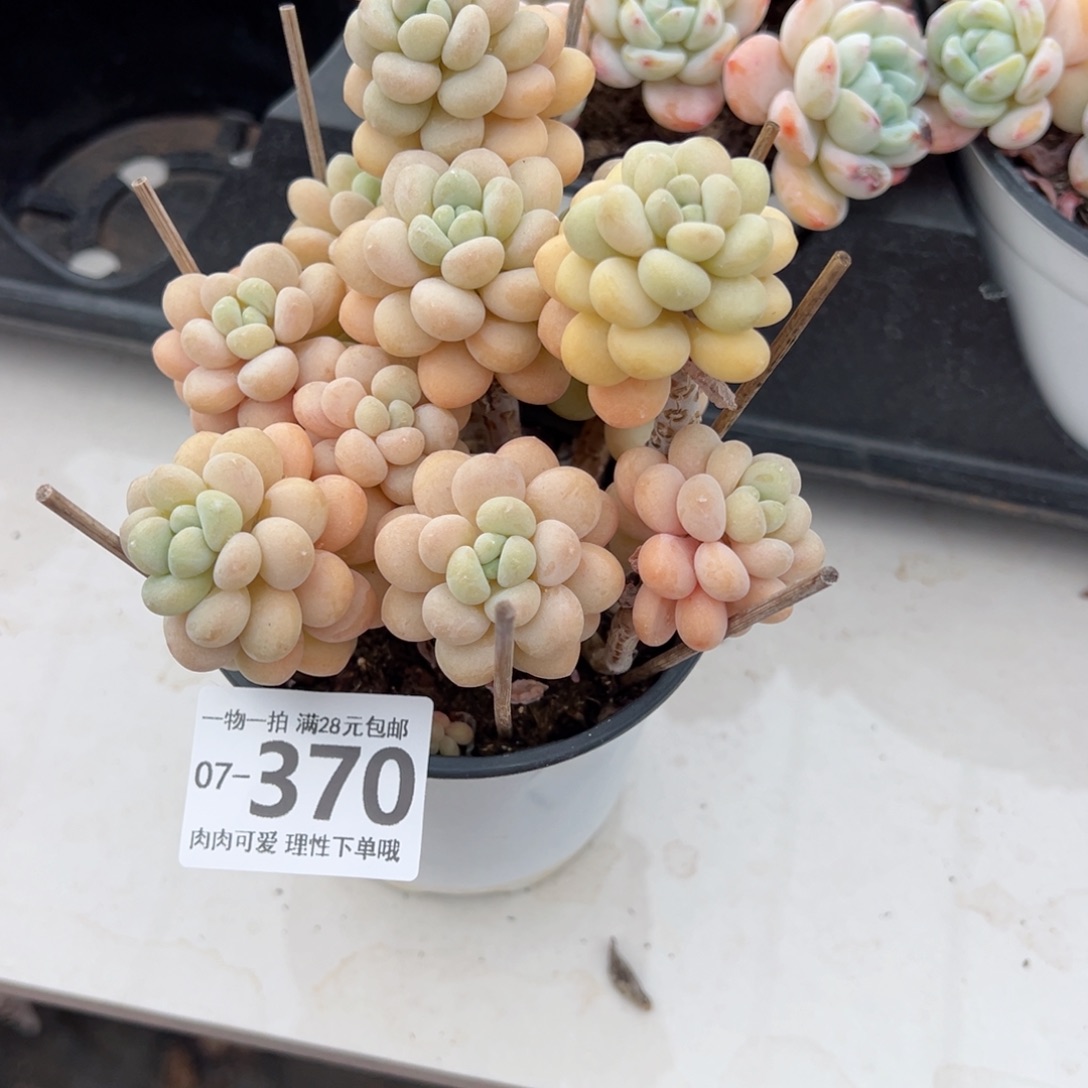 叶*洛可可多肉多肉多肉多肉