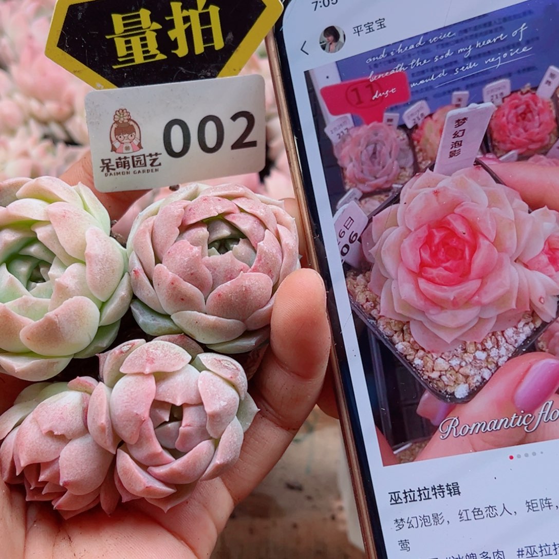 多肉植物多肉植物