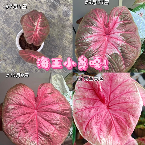 【小鼻嘎海王】高货进万家！原盆原土超级好养高端热植