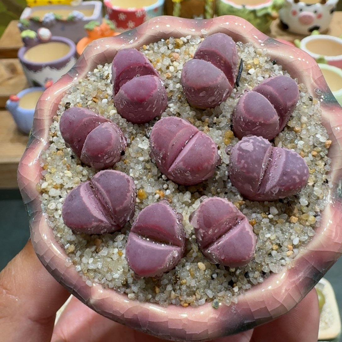 蘑菇1120红大内多肉植物