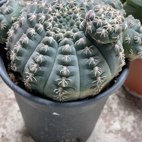 猫爪仙人球18米仙人球