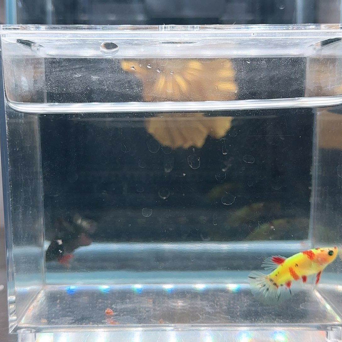 斗鱼活体观赏鱼好养耐活