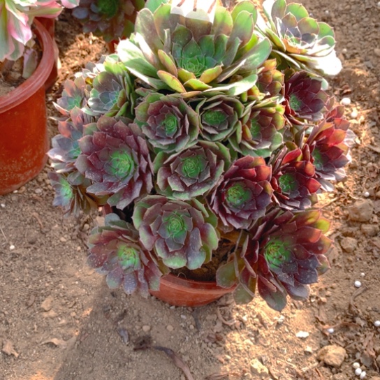 无花朵917多肉植物桃花石