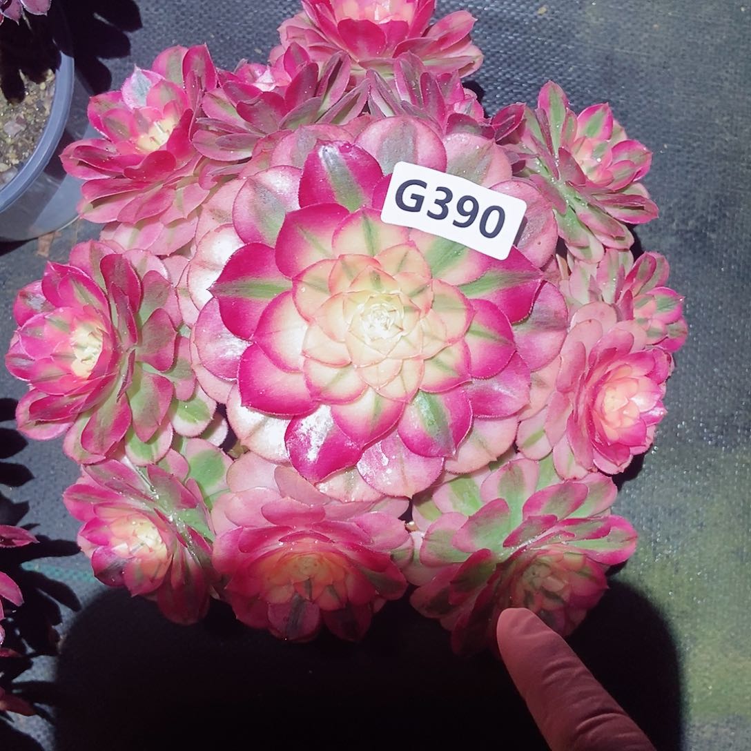 红陶390倾城4冠服20