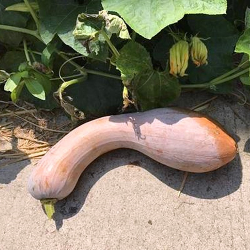 【满5包包邮】金钩南瓜种子蔬菜种子