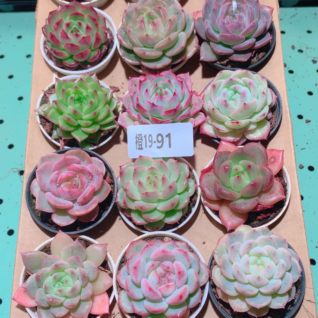19-91一物一拍多肉带盆18颗