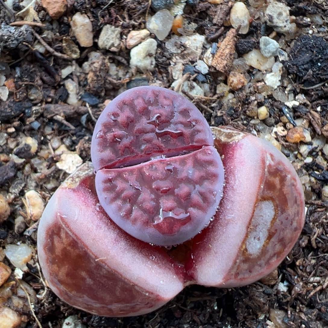 1.20好看的多肉936