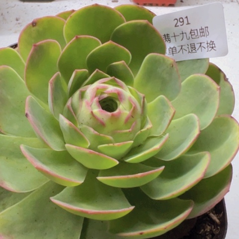 291 山地玫瑰基地福利