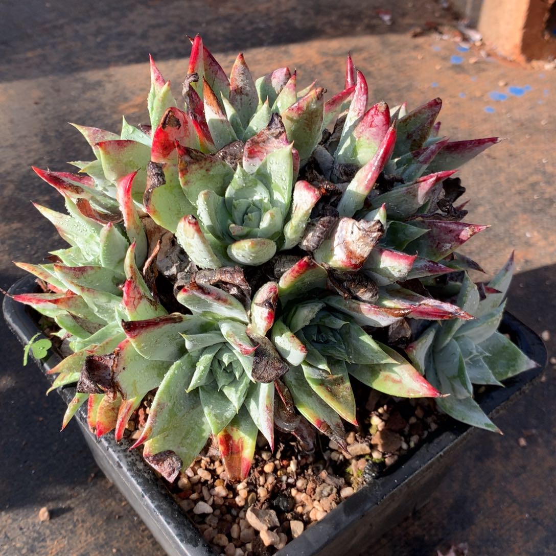 P***y姐姐补差价，多肉植物