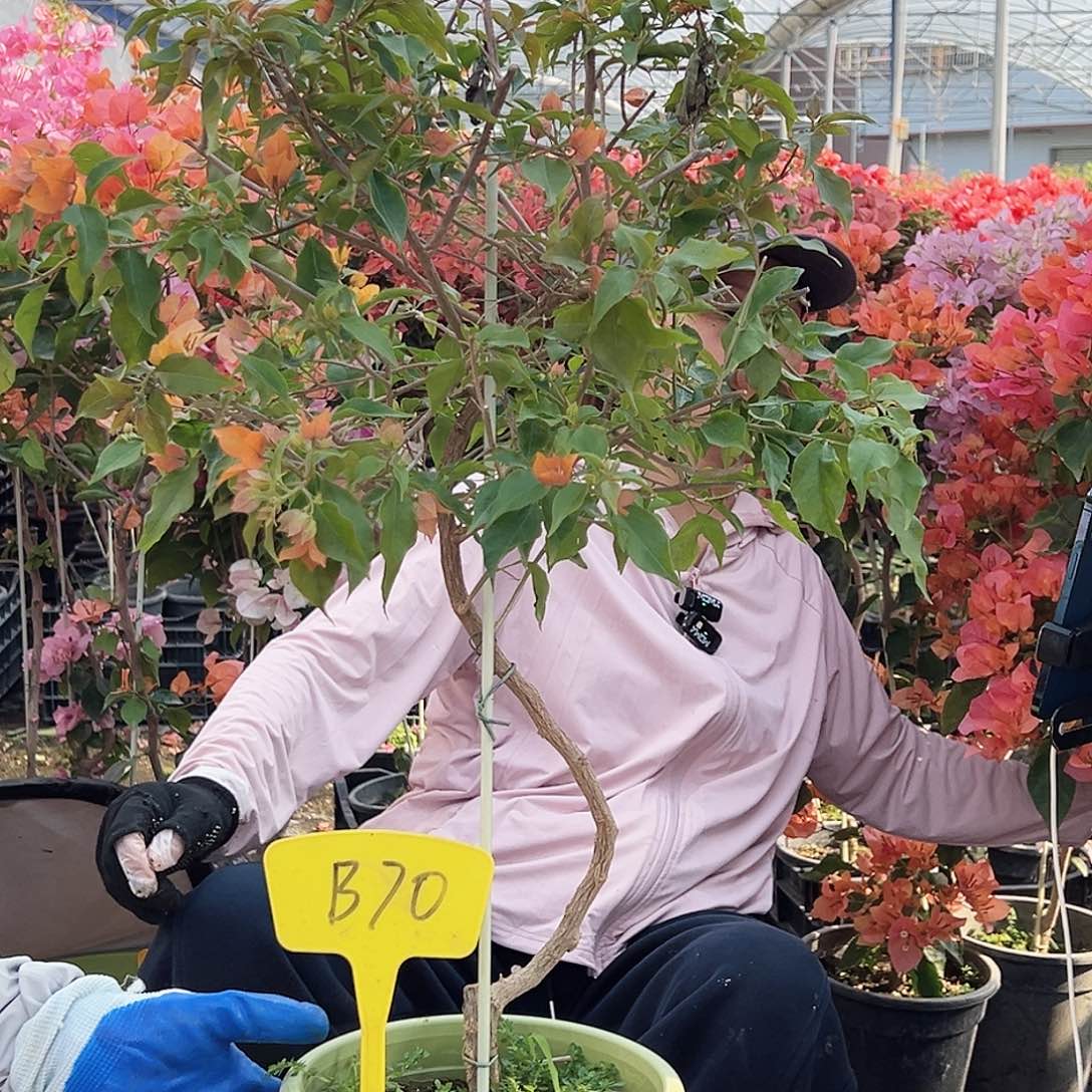 果***柔大部分花苞少量开放B70橙桑巴