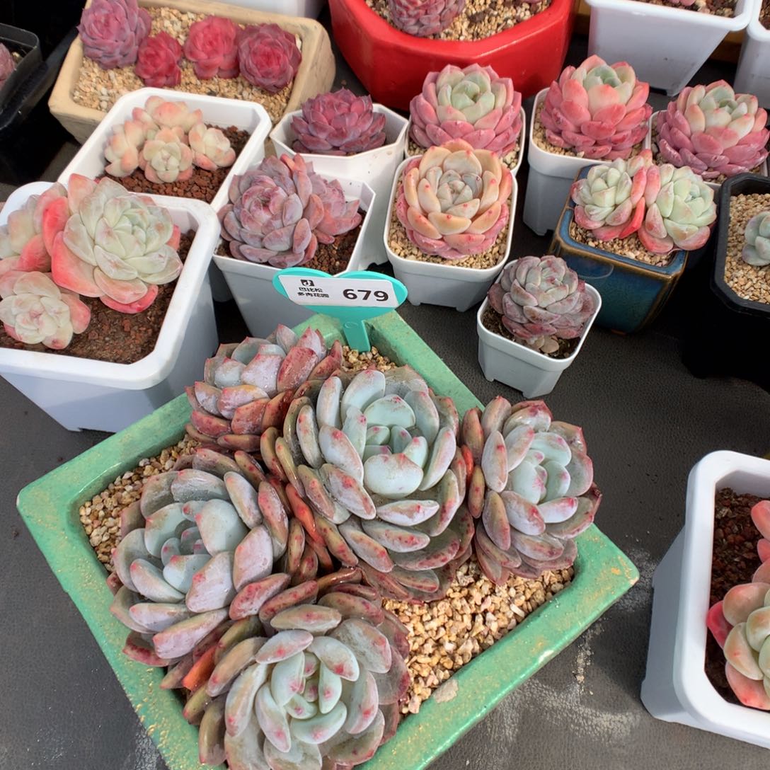 679 特价紫皮五头星影