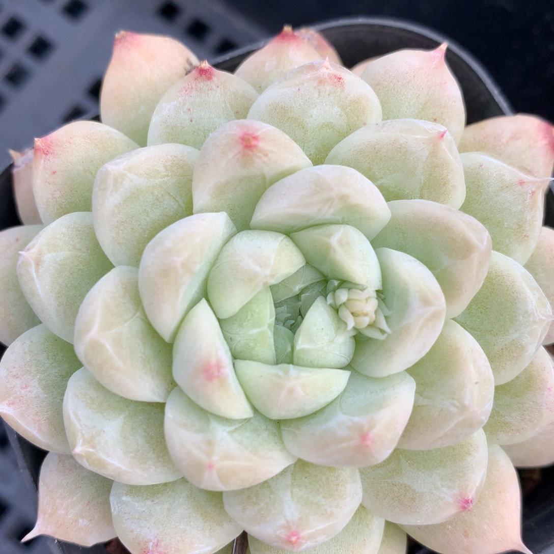 0203-91 麦杆优选