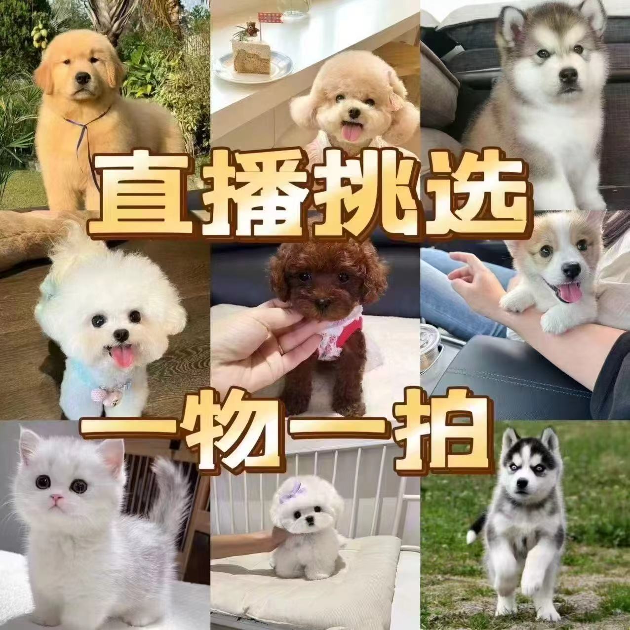 直播间挑选萨摩耶金毛德牧杜宾卡斯罗比熊犬边牧拉不拉多幼犬活体
