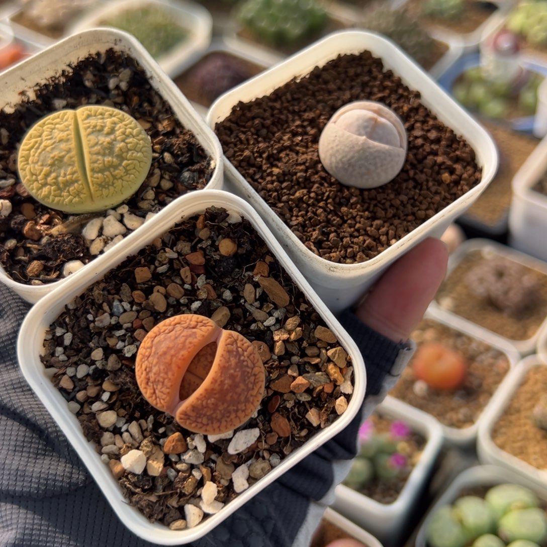115多肉植物种类多样