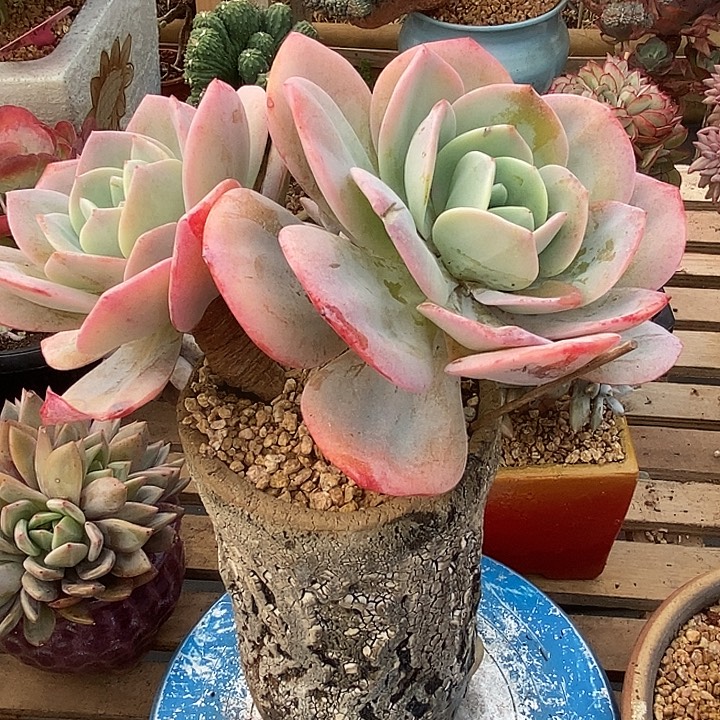 多肉植物肉肉植物