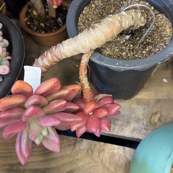 桃花源216 多肉植物一物一拍