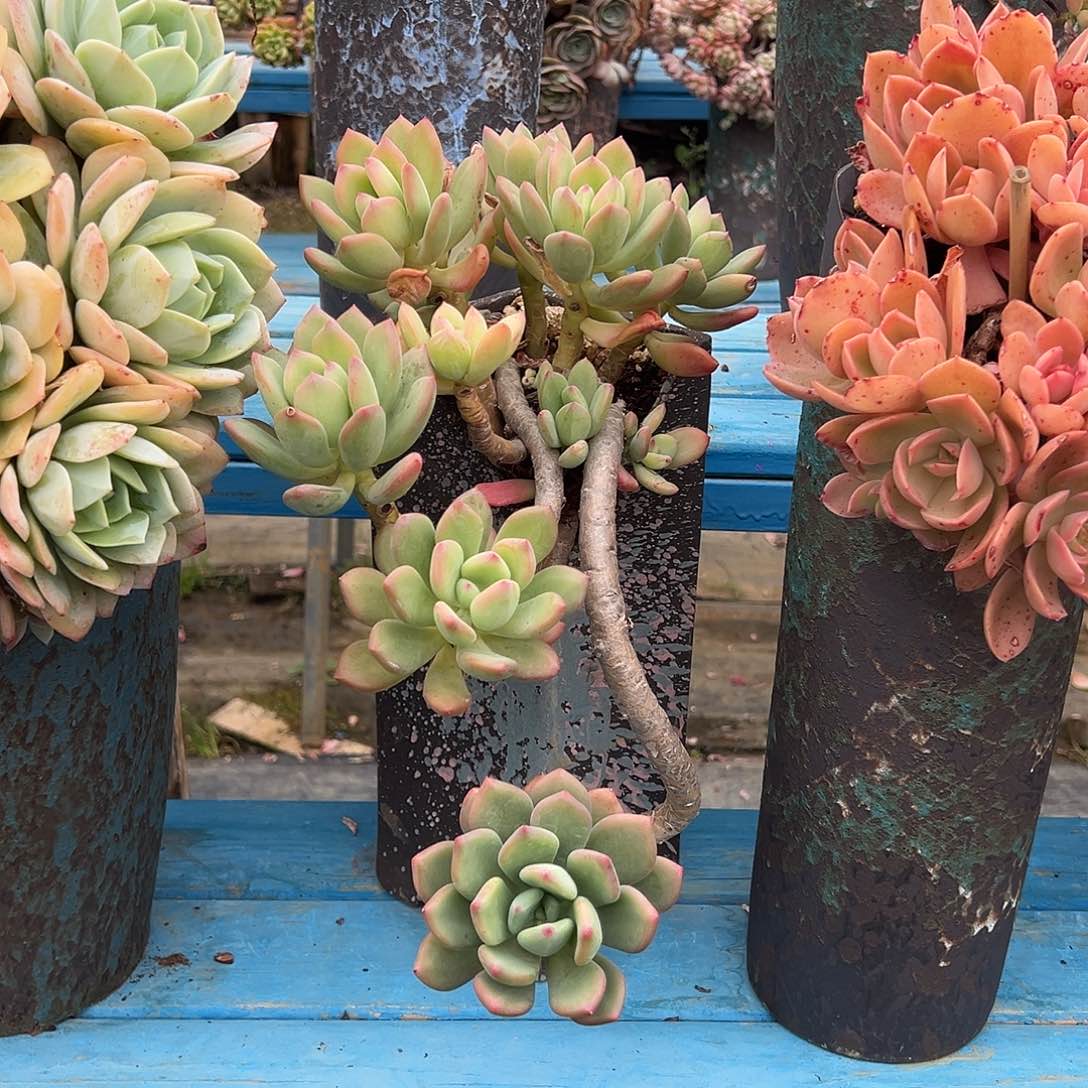 精品清新美人悬崖