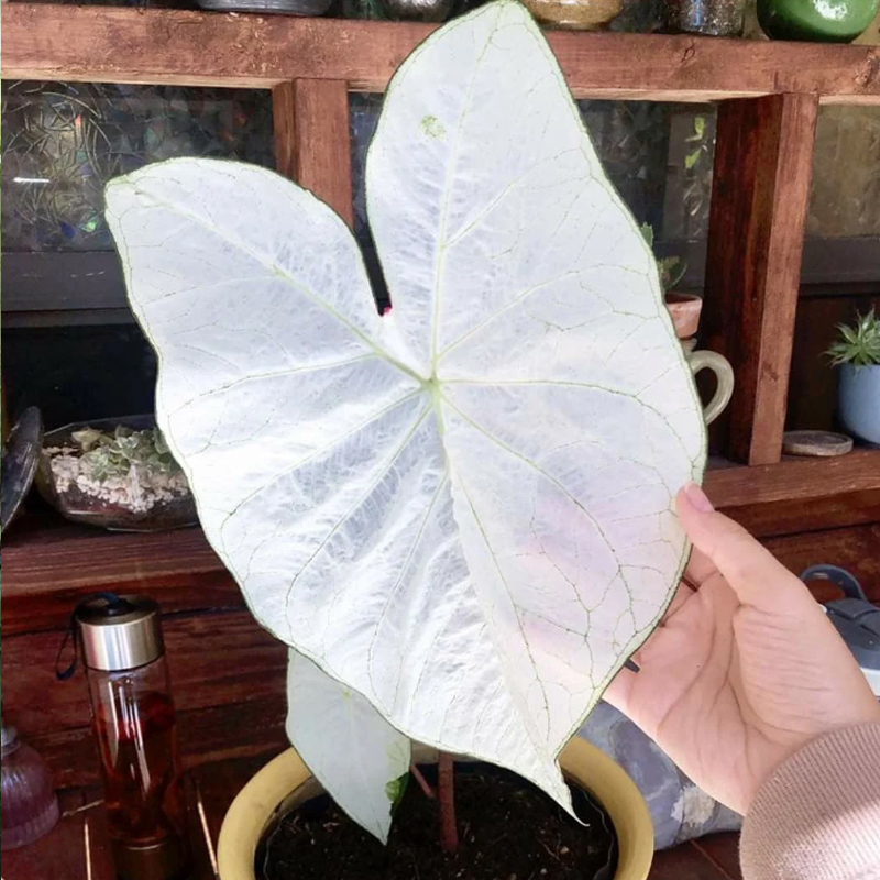 白月光和白色恋人种球盆栽彩叶芋阳台窗台庭院可种