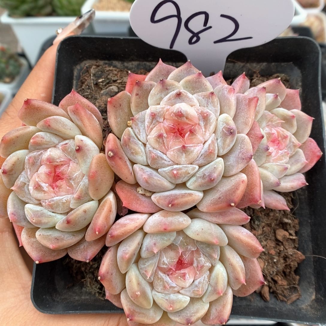 糖心冰魄可拍982号。