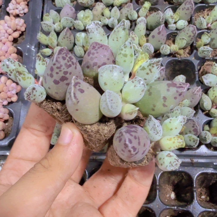 丸叶海豹五颗一组