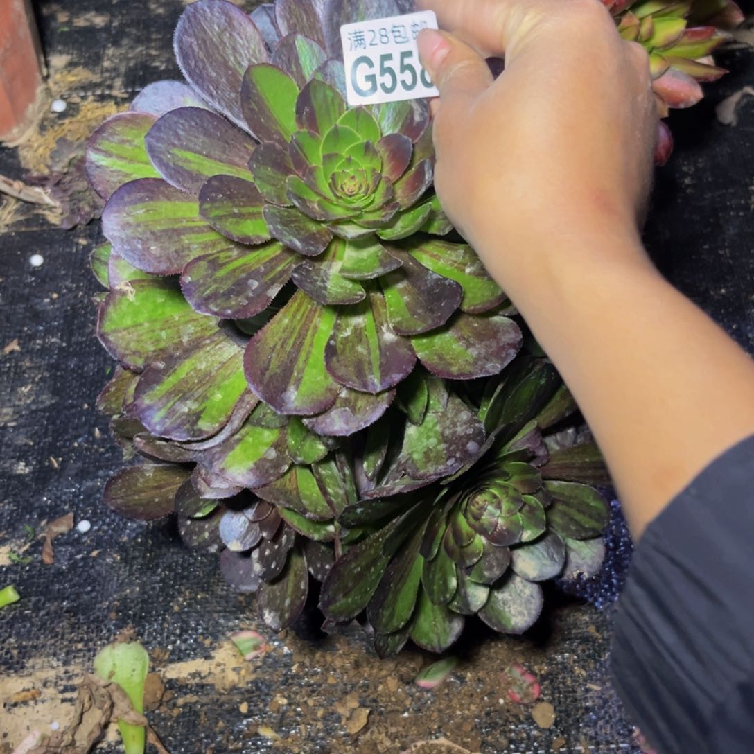 558多肉植物一物一拍