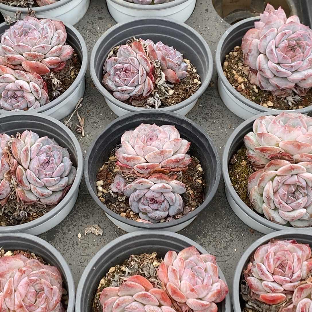 金汇园艺，团紫冰魄双头