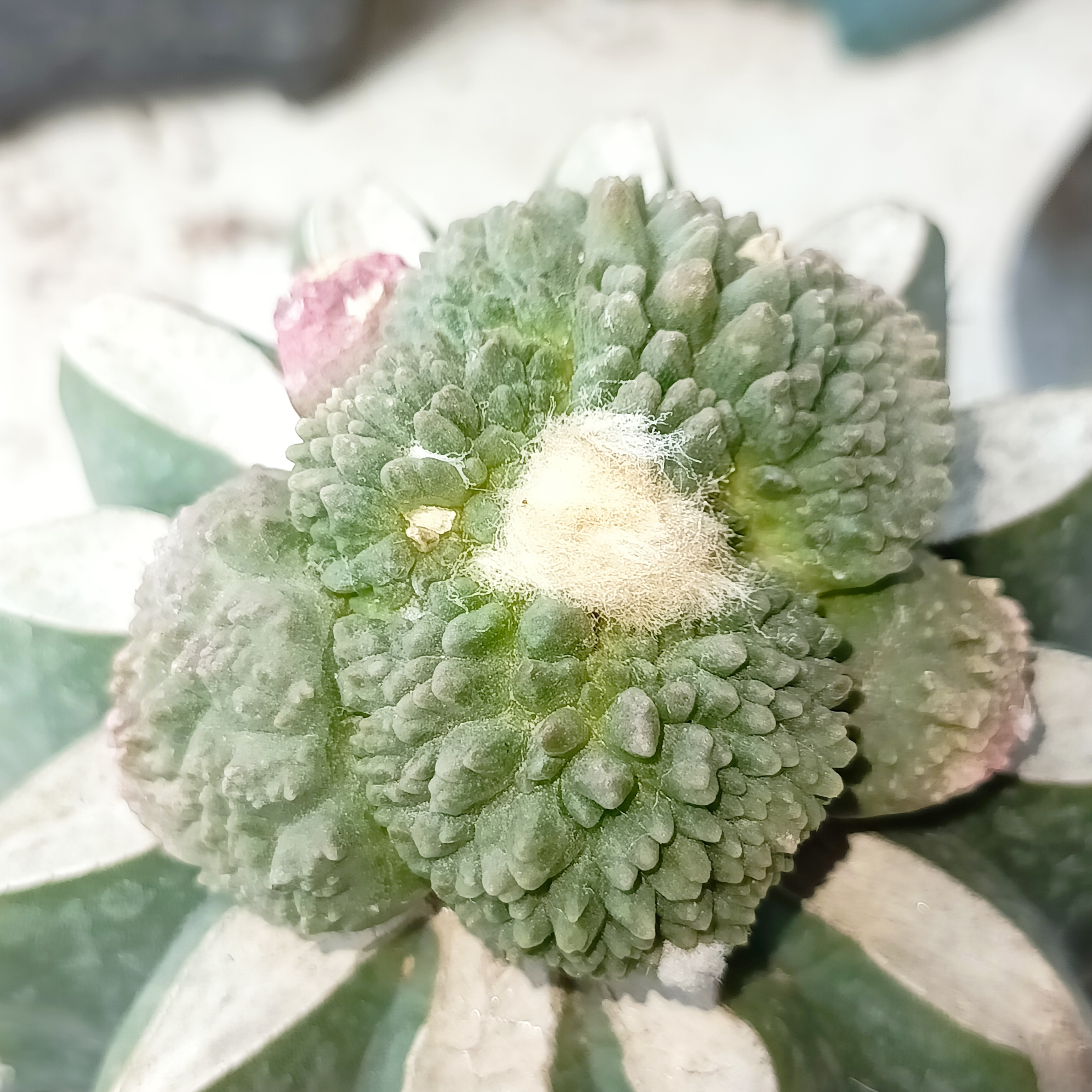 仙人科哥斯拉怒涛锦岩牡丹植物盆栽懒人好养开花耐旱多肉绿植