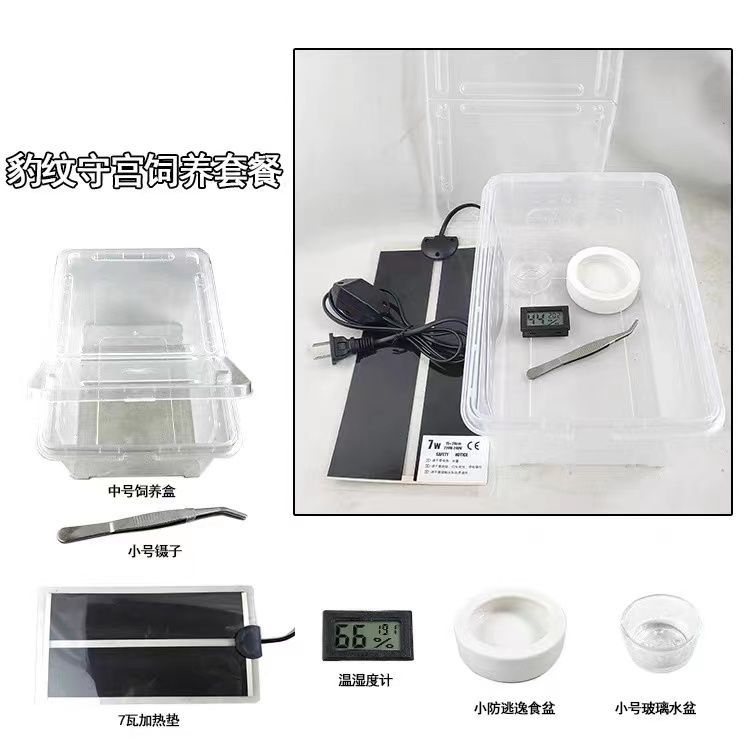 守宫饲养套餐含加热垫温控饲养盒水盆适合爬虫新手入门