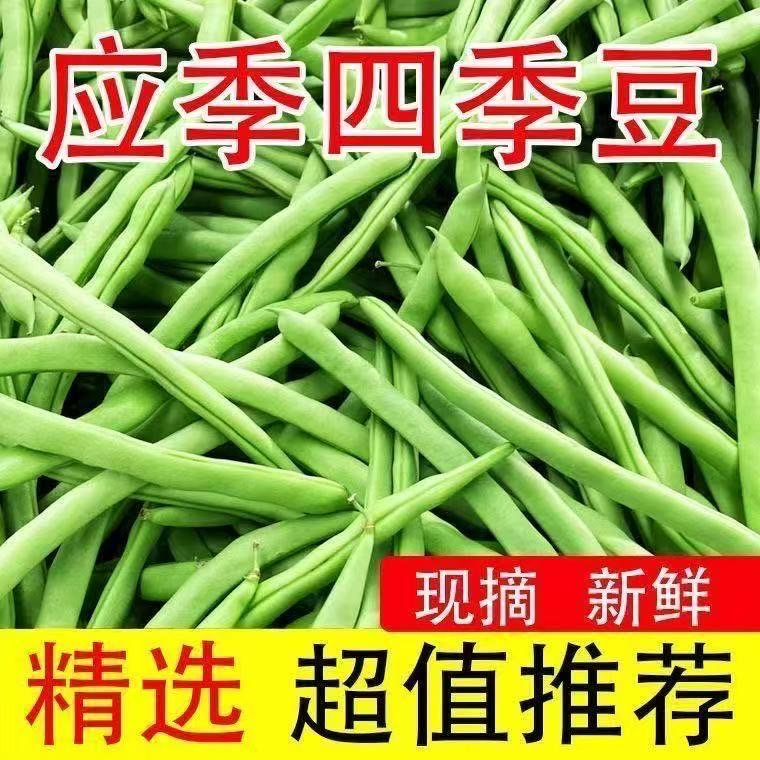 YJR云南新鲜现摘四季豆农家种植应季露天高原蔬菜