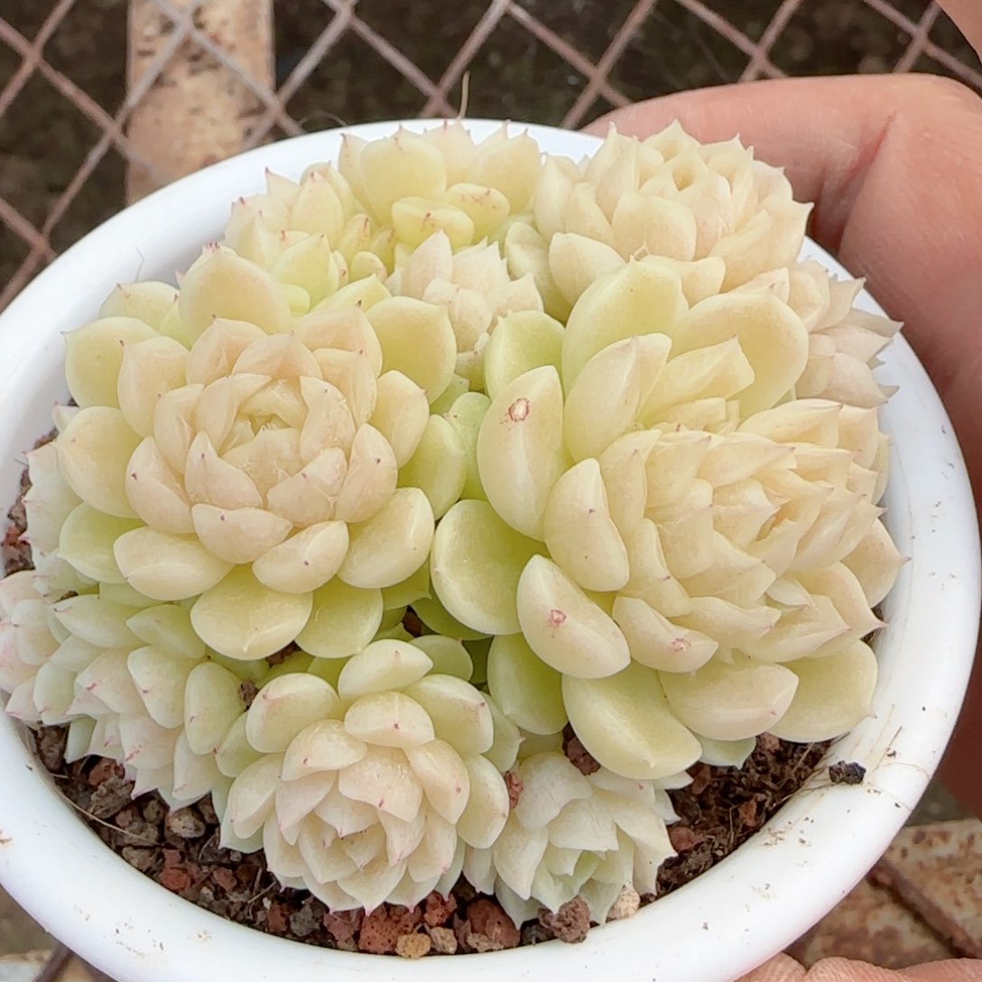 i**”【闪购商品】0222-70（m1-252-2）