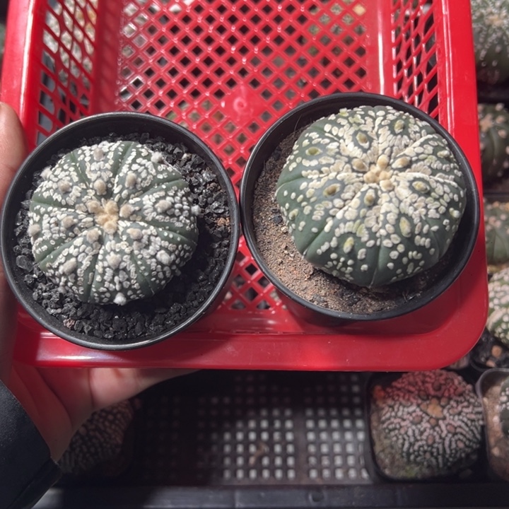 一物一拍仙人球兜