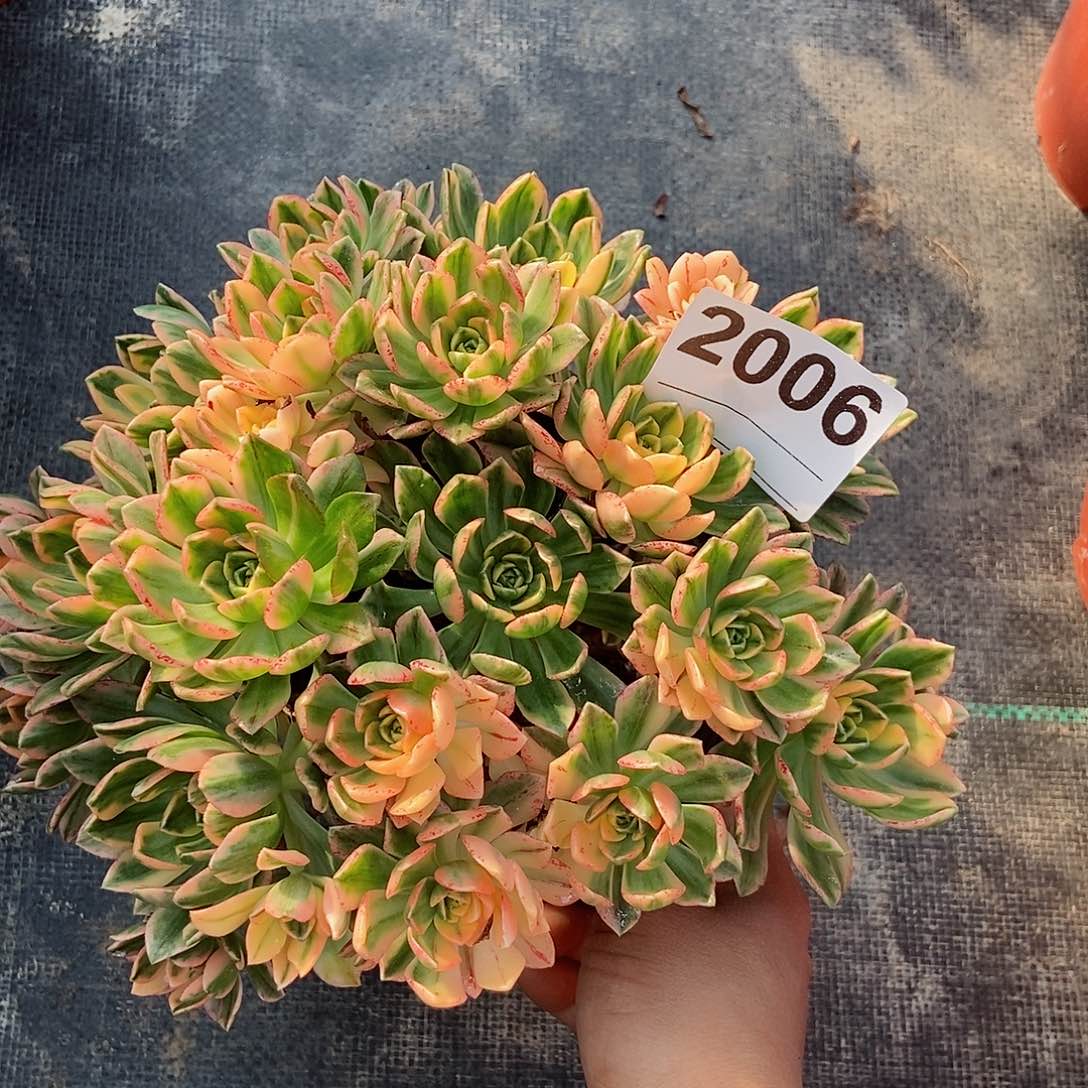 红陶花*子2006甜茶4多肉