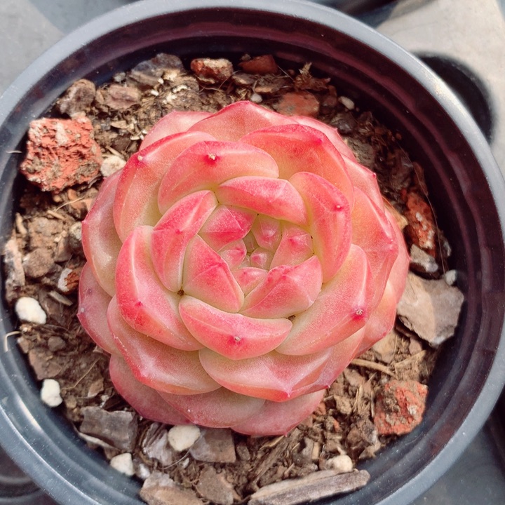 雪芙蓉6cm多肉植物