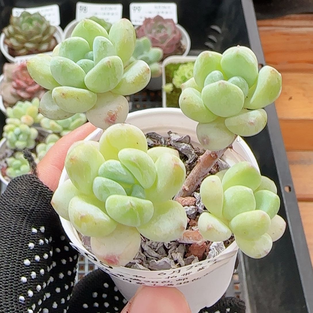 多肉0626-105罗琦小老桩