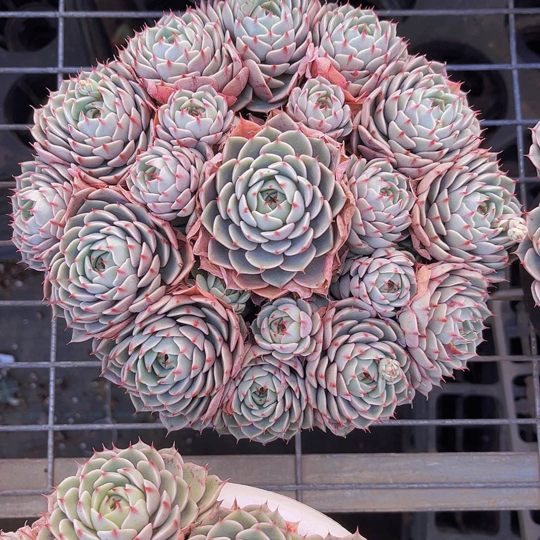 本吧20公分99998899