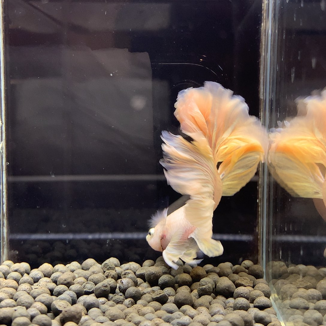 海水鱼七弟泰国斗鱼16