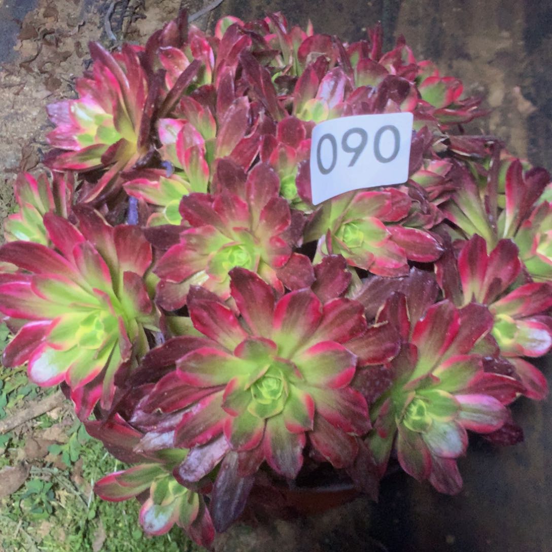 090安娜多肉植物